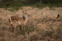 038 Timbavati Private Game Reserve, waterbok